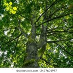 体验捕鱼大作战娱乐,感受无尽的海底冒险 96yueinhf